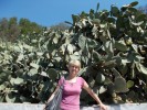 cactusii din parcare