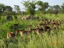 Parcul National Kruger