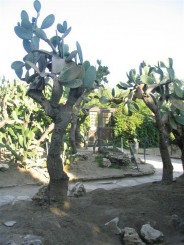 gradina lui allah, colectia de cactusi