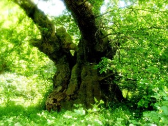 cel mai batran stejar(800 ani)-padurea Burnham