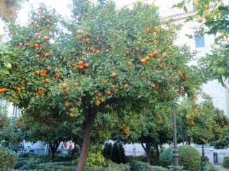 portocali