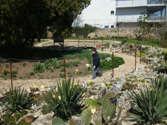 Balcik-gradina botanica(aleea cu cactusi)