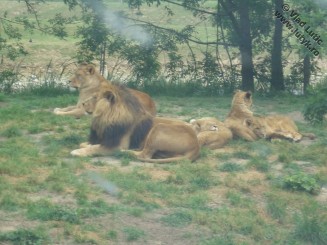 African Safari Zoo