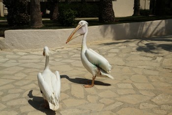 pelicani