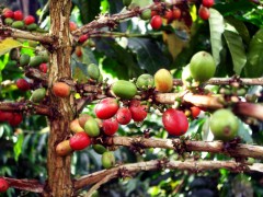 Peru, descoperiti cea mai buna cafea si calatoriti in inima junglei