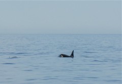 Norvegia - Mergeti intr-un safari al balenelor ucigase