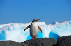 Croaziera in Antarctica - Pinguin