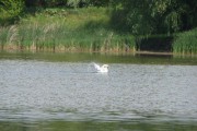 In papurisul din zona Lunca Joasa a Prutului considerat un rai al pasarilor, se pot intalni aproximativ 230 de specii de pasari precum pelicanul comun, codalbul, garlita mica, rata rosie, cristelul de camp, becatina mare, culicul cu cioc subtire, garlita mare, rata cu cap negru, ploierul argintiu, fluierarul negru, corcodelul de iarna, cinteza, prigoria.
Dintre speciile vulnerabile in Europa, pe teritoriul parcului natural intalnim starcul pitic, barza neagra, soimul de seara, turturica, pescarusul albastru, ghionoaia sura, lastunul de mal. Alte specii de pasari pe la cere le putem intalni in Lunca Joasa a Prutului Inferior putem aminti starcul galben, egreta mare, starcul cenusiu, tiganusul, lopatarul, egreta mica, sfranciocul,fluierarul de mlastina sau rata sulitar. Mai rar au fost observate acvila mica, soimul dunarean sau vanturelul mic.