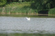In papurisul din zona Lunca Joasa a Prutului considerat un rai al pasarilor, se pot intalni aproximativ 230 de specii de pasari precum pelicanul comun, codalbul, garlita mica, rata rosie, cristelul de camp, becatina mare, culicul cu cioc subtire, garlita mare, rata cu cap negru, ploierul argintiu, fluierarul negru, corcodelul de iarna, cinteza, prigoria.
Dintre speciile vulnerabile in Europa, pe teritoriul parcului natural intalnim starcul pitic, barza neagra, soimul de seara, turturica, pescarusul albastru, ghionoaia sura, lastunul de mal. Alte specii de pasari pe la cere le putem intalni in Lunca Joasa a Prutului Inferior putem aminti starcul galben, egreta mare, starcul cenusiu, tiganusul, lopatarul, egreta mica, sfranciocul,fluierarul de mlastina sau rata sulitar. Mai rar au fost observate acvila mica, soimul dunarean sau vanturelul mic.