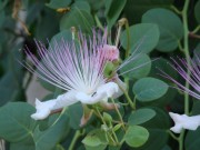 Capparis spinosa- Floare de Capere
Bobocii de capere se folosesc,  de obicei, drept condiment si se comercializeaza mai mult murati. Aroma lor este picanta si un pic acrisoara, gustul este un pic astringent si pregnant. Interesant - caperele se culeg cand ajung la dimensiunea unui bob de mazare, inainte de a se deschide floarea. 