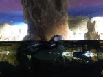 2016 - Barcelona - L`Aquarium