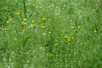 Flora din zona Lunca Joasa a Prutului Inferior