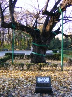 Parcul Copou - Teiul lui Eminescu