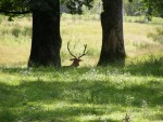Rezervatia de zimbri - Vanatori, Neamt