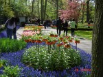 Gradina Keukenhof din orasul Lisse