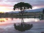 rezervatia tsavo est si tsavo vest