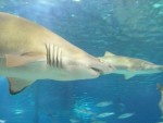 Aquarium Barcelona