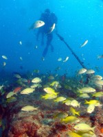 Brazilia - Diving in Open Water