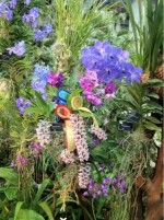 Expozitie Florala