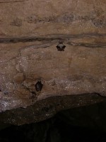 Pestera Comarnic, 4040 m galeria principala