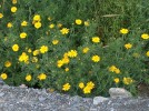 flori galbene si roca vulcanica :)