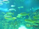 2013 - Istanbul - Acvariul Turkuazoo