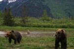 Alaska=Bear Country