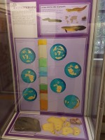 2017 - Milano - Muzeul Civic de Istorie Naturala