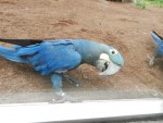 Loro Park