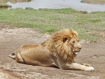 Safari în Tanzania