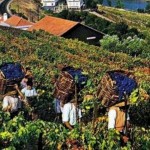 Funchal – Eira Do Serrado – Monte – Camacha – Santana –  Ribeira Brava – Sao Vicente – Porto Moniz