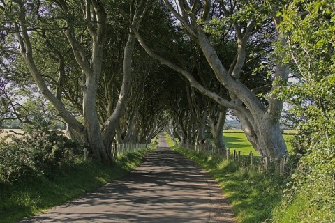 The Dark Hedges