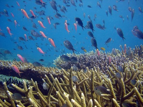 Sipadan, Borneo, Malaezia