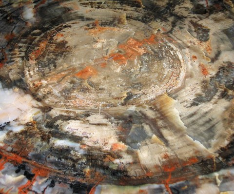 Lemn pietrificat din Petrified Forest National Park, Arizona, SUA