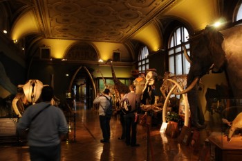 Muzeul de istorie naturala, Viena