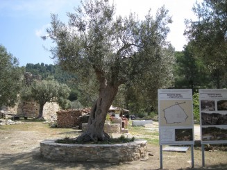 Grecia, Halkidiki: Ouranopolis (maslin in curtea manastirii Zygou)