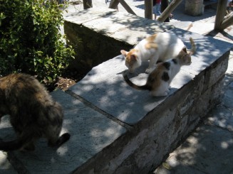 Grecia: Manastirea Marele Meteor (celebrele pisici ale Greciei)