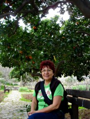 gradina botanica soller in fata unei plantatii de portocali