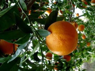 gradina botanica soller in fata unei plantatii de portocali