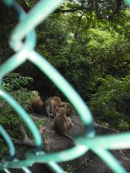 Dincolo de gard o multime de maimute