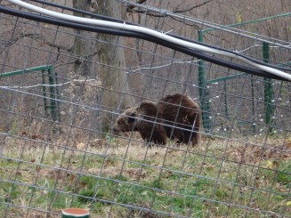 Rezervatia de ursi bruni Libearty