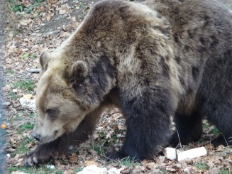 Rezervatia de ursi bruni Libearty