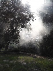 Raze de soare in ceata de dupa ploaie