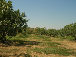 Hanioti, Halkidiki