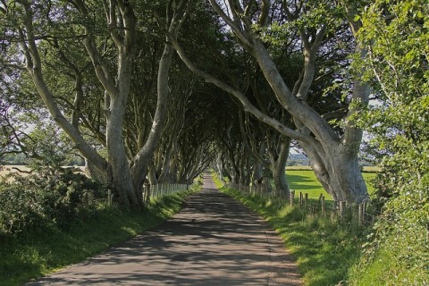 The Dark Hedges