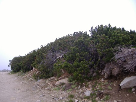 Borovets