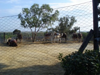 Tunisia, o alta lume