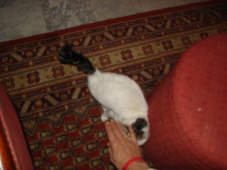 Tunisia, o alta lume