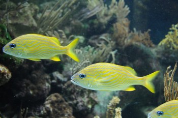 Muzeul de istorie naturala, Viena