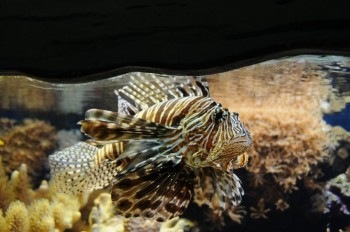 Muzeul de istorie naturala, Viena